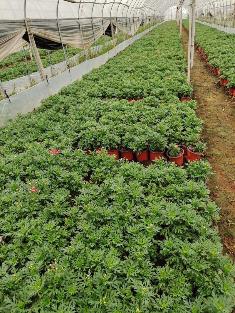 玛格丽特，自家基地，规格齐全。量大从优。保质保量