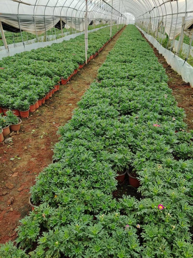 玛格丽特，自家基地，规格齐全。量大从优。保质保量