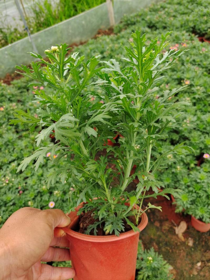 玛格丽特，自家基地，规格齐全。量大从优。保质保量