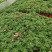 玛格丽特，自家基地，规格齐全。量大从优。保质保量