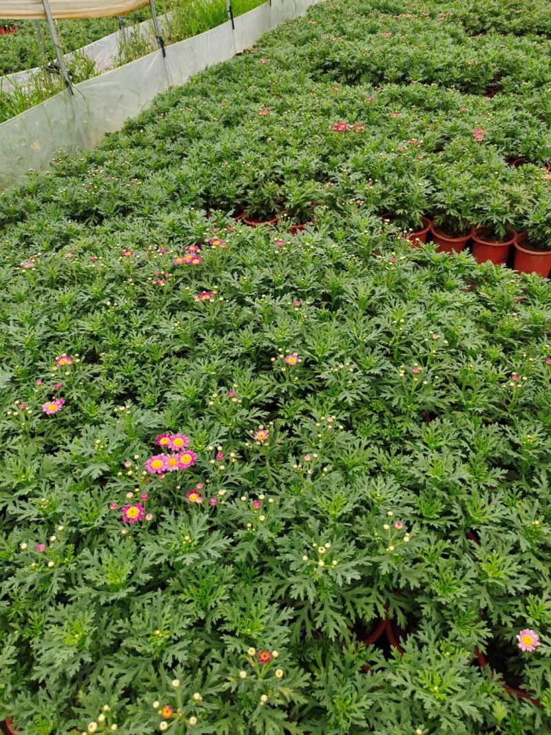 玛格丽特，自家基地，规格齐全。量大从优。保质保量
