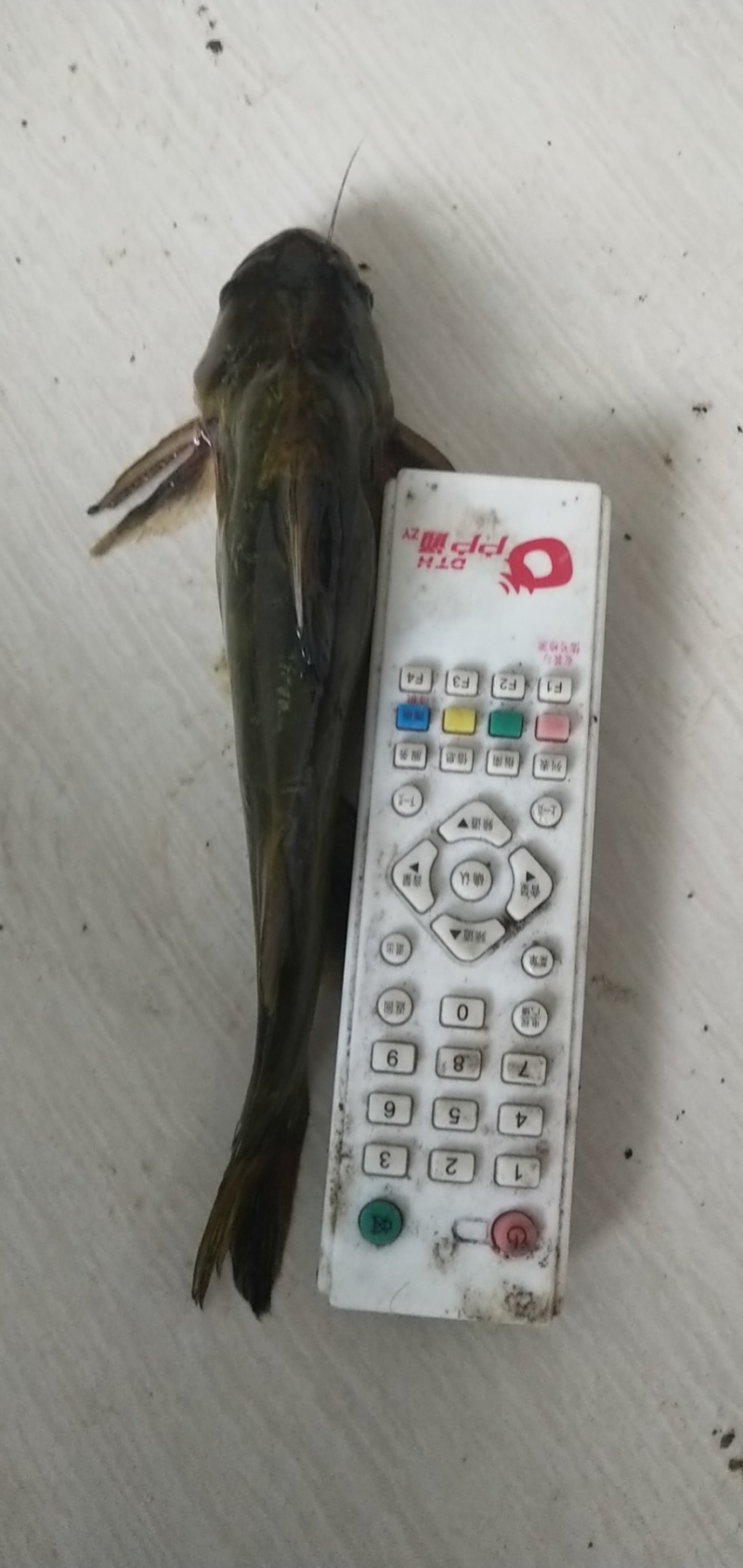黄骨鱼