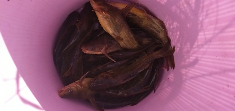 黄骨鱼