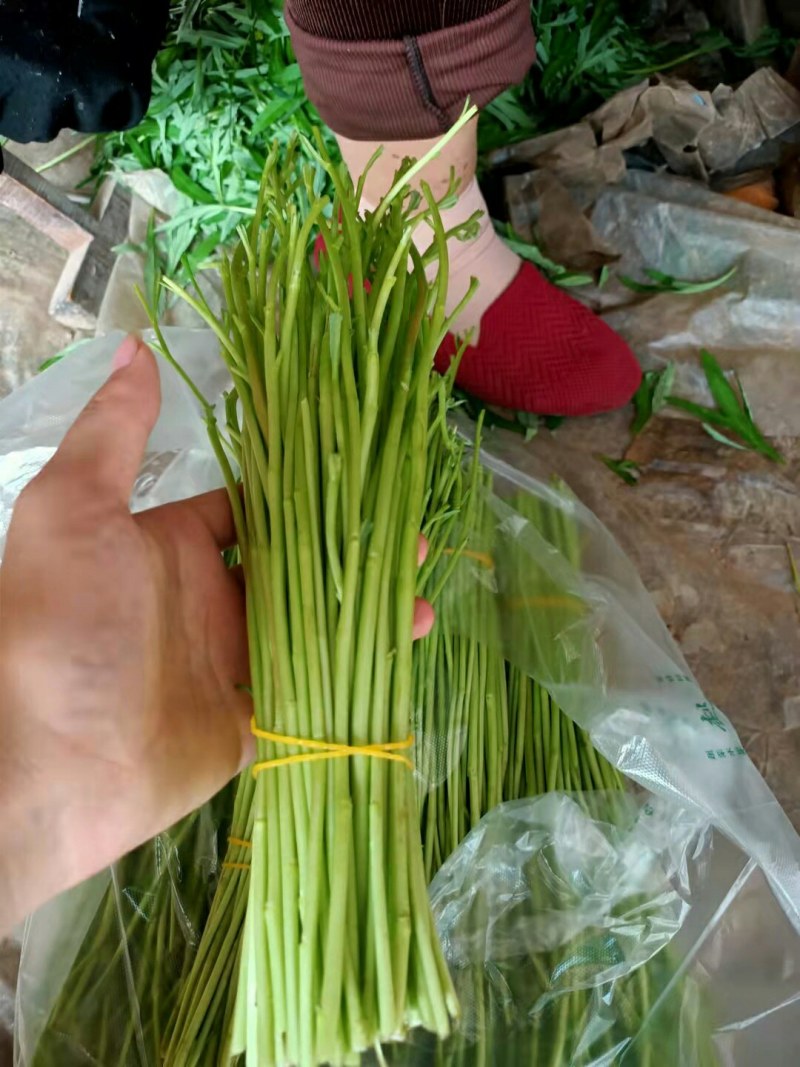 芦蒿，黎蒿，2022上市，量大价优，物美价廉
