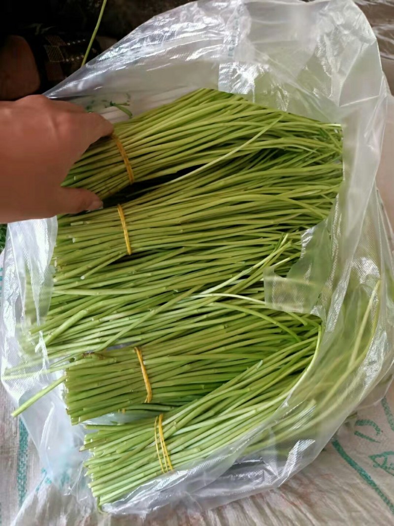 芦蒿，黎蒿，2022上市，量大价优，物美价廉
