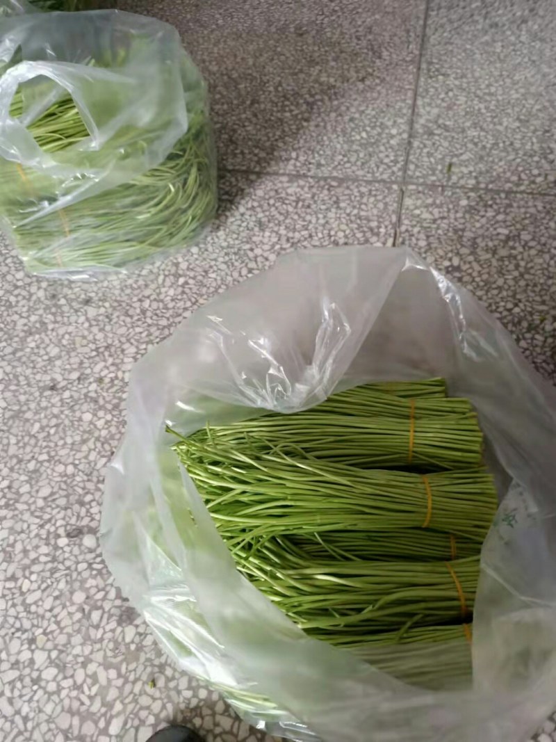 芦蒿，黎蒿，2022上市，量大价优，物美价廉