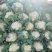 河北万亩实花菜,松花大量供应质量保证货源充足,