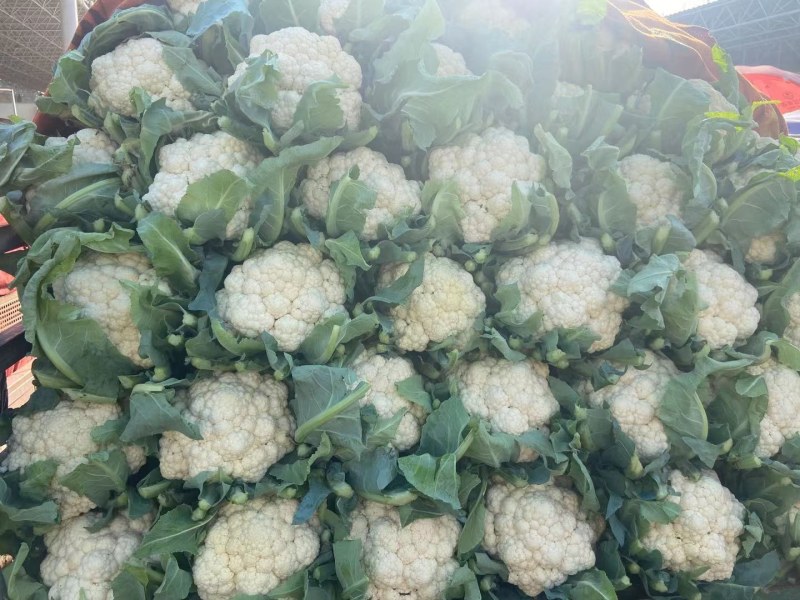 河北万亩实花菜，松花大量供应质量保证货源充足，