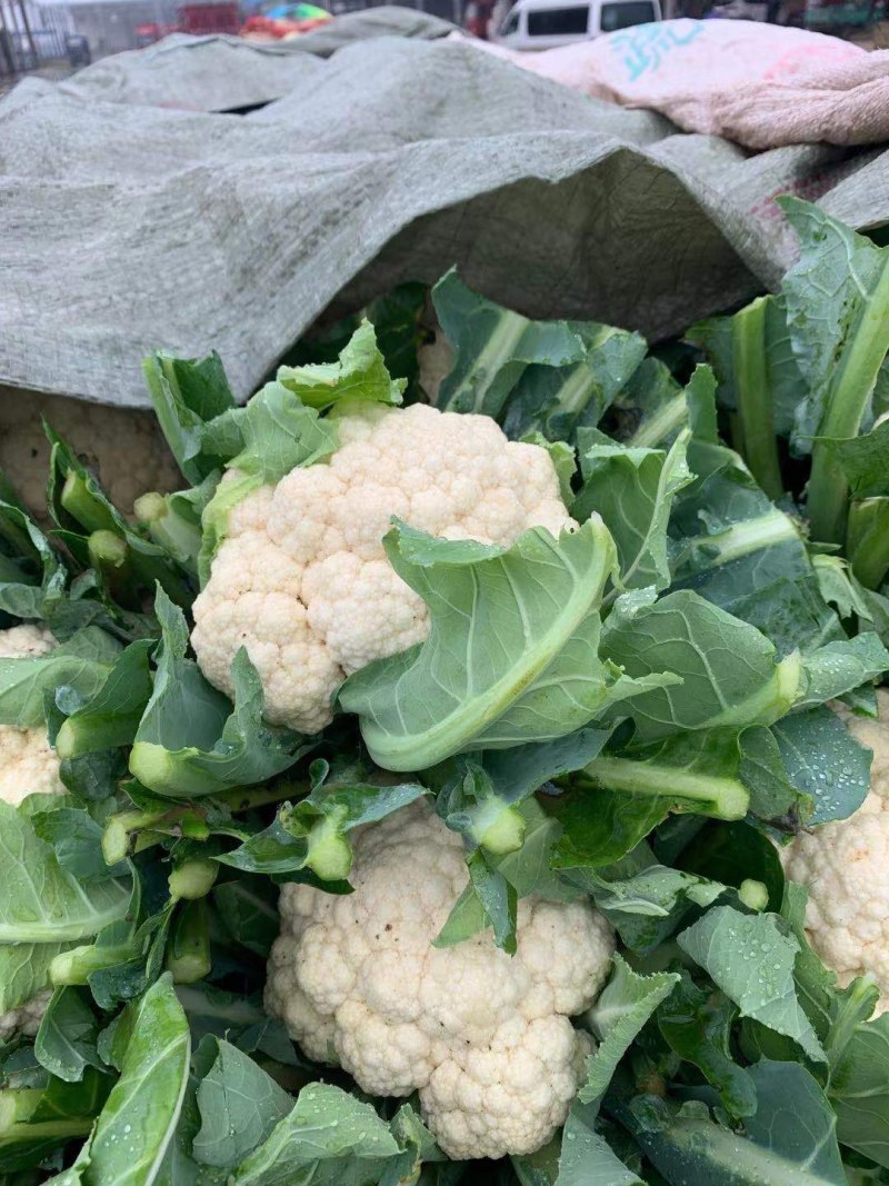 河北万亩实花菜，松花大量供应质量保证货源充足，