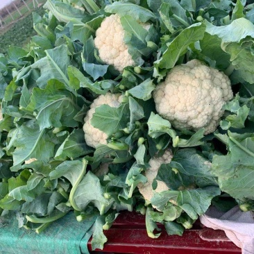 河北万亩实花菜,松花大量供应质量保证货源充足,