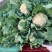 河北万亩实花菜,松花大量供应质量保证货源充足,