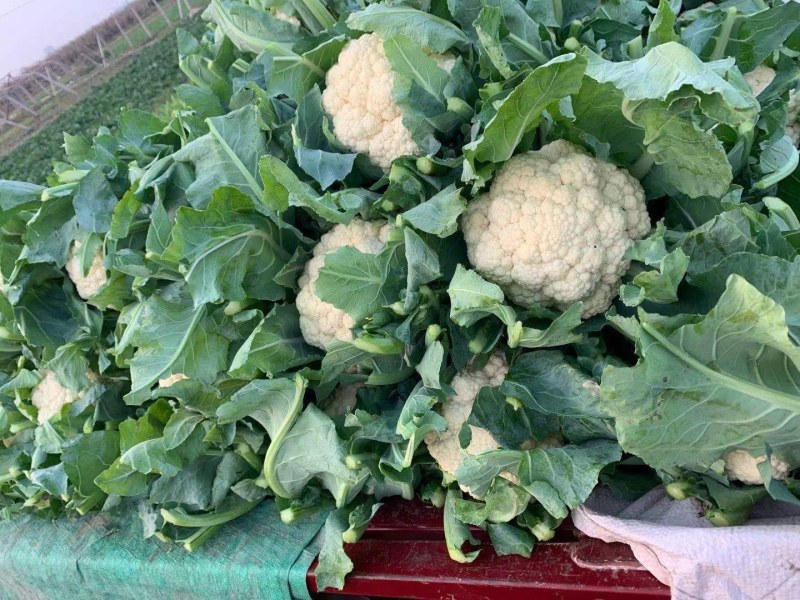 河北万亩实花菜，松花大量供应质量保证货源充足，
