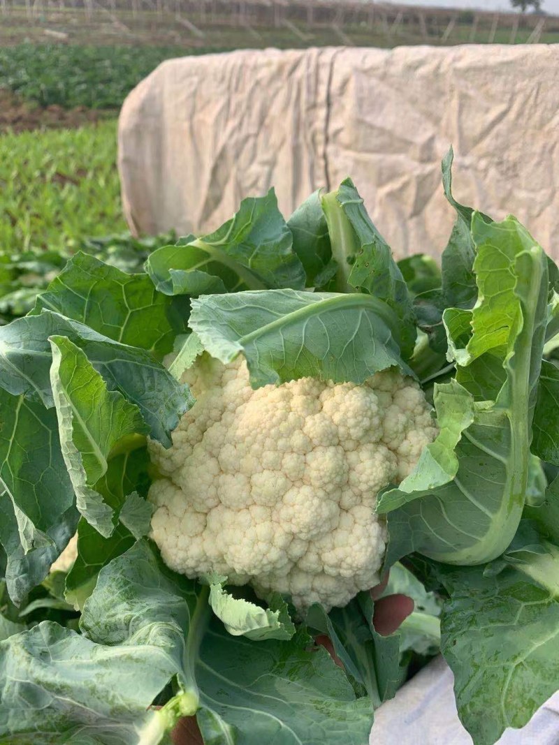 河北万亩实花菜，松花大量供应质量保证货源充足，