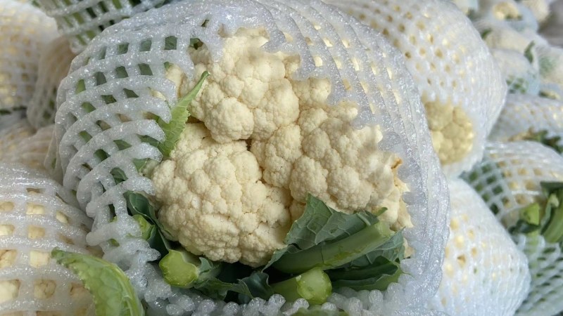 河北万亩实花菜，松花大量供应质量保证货源充足，