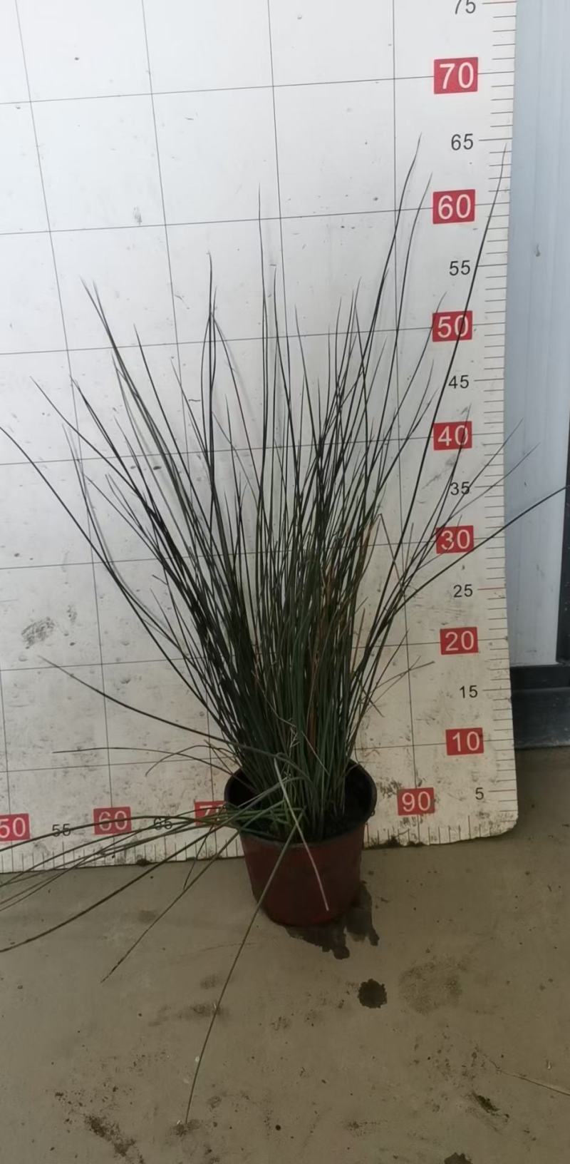 糖蜜草，规格齐全，量大从优，保质保量欢迎来电