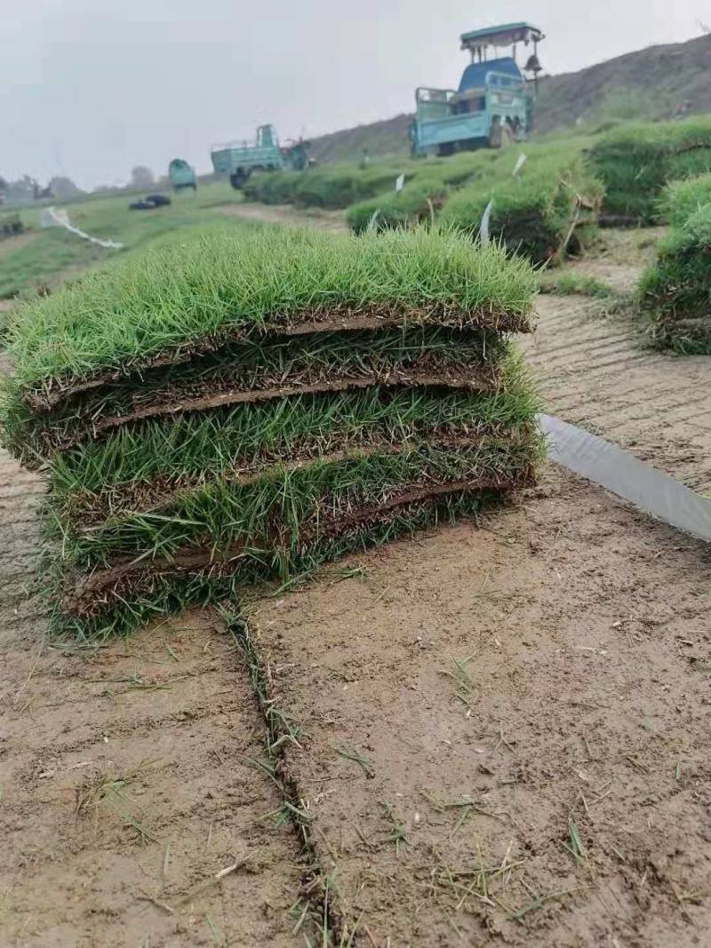 兰引三号，中华结缕草耐旱耐寒好管理学校公园绿化草坪