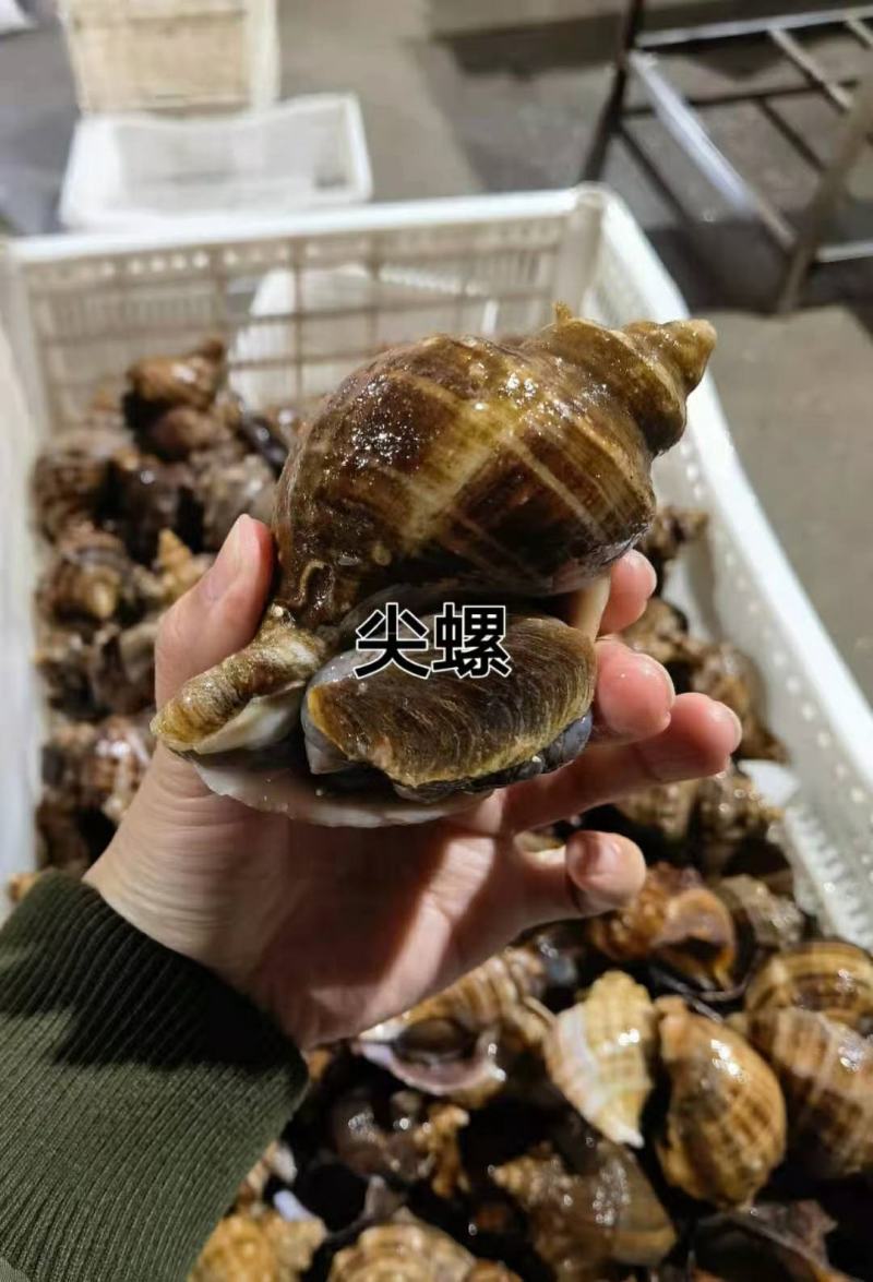 深海尖螺货源稳定规格齐全量大优惠！保证成活率