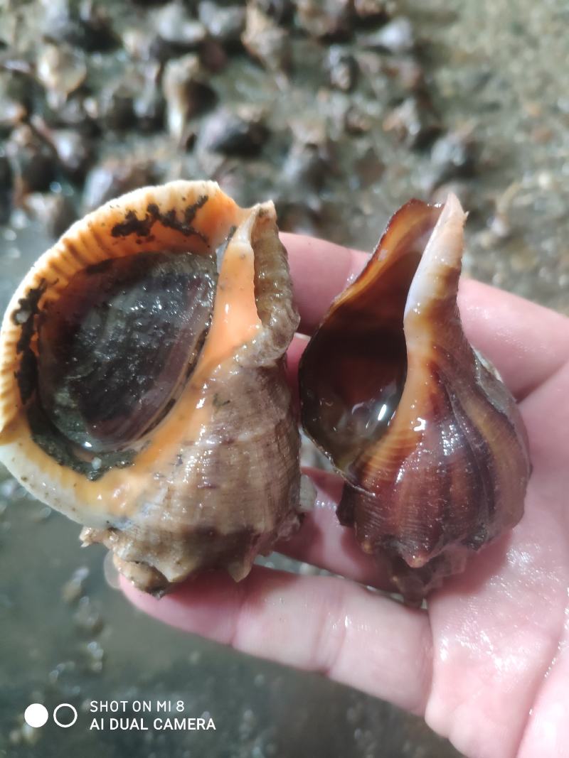深海尖螺货源稳定规格齐全量大优惠！保证成活率