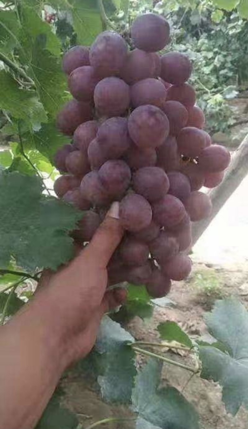 红提葡萄