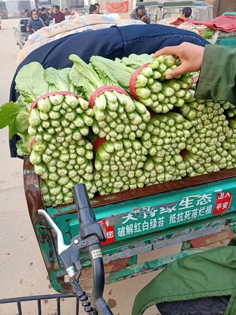 精品小白菜颜色好颗粒均匀货源充足保证质量！