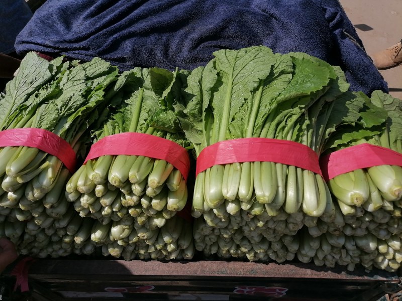 精品小白菜颜色好颗粒均匀货源充足保证质量！