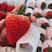 丹东99草莓大量收购批发，诚信经营有想合作的来。
