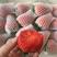 丹东99草莓大量收购批发，诚信经营有想合作的来。