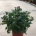 荷兰菊盆栽150#带花苞特价出实物实拍图基地直发菊花