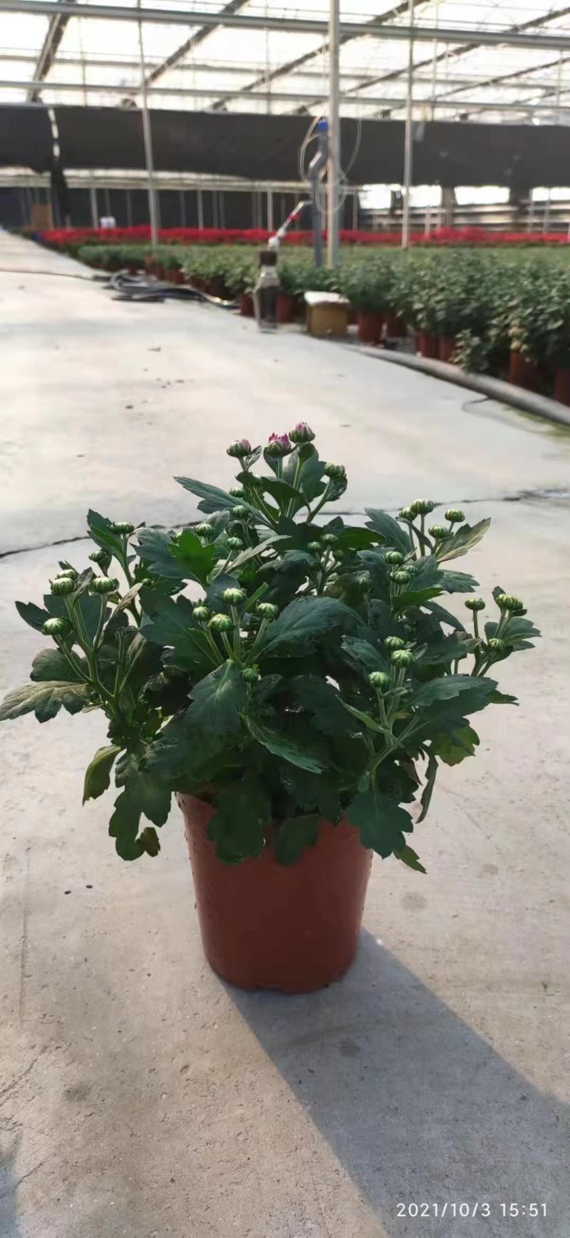 荷兰菊盆栽150#带花苞特价出实物实拍图基地直发菊花