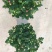 荷兰菊盆栽150#带花苞特价出实物实拍图基地直发菊花