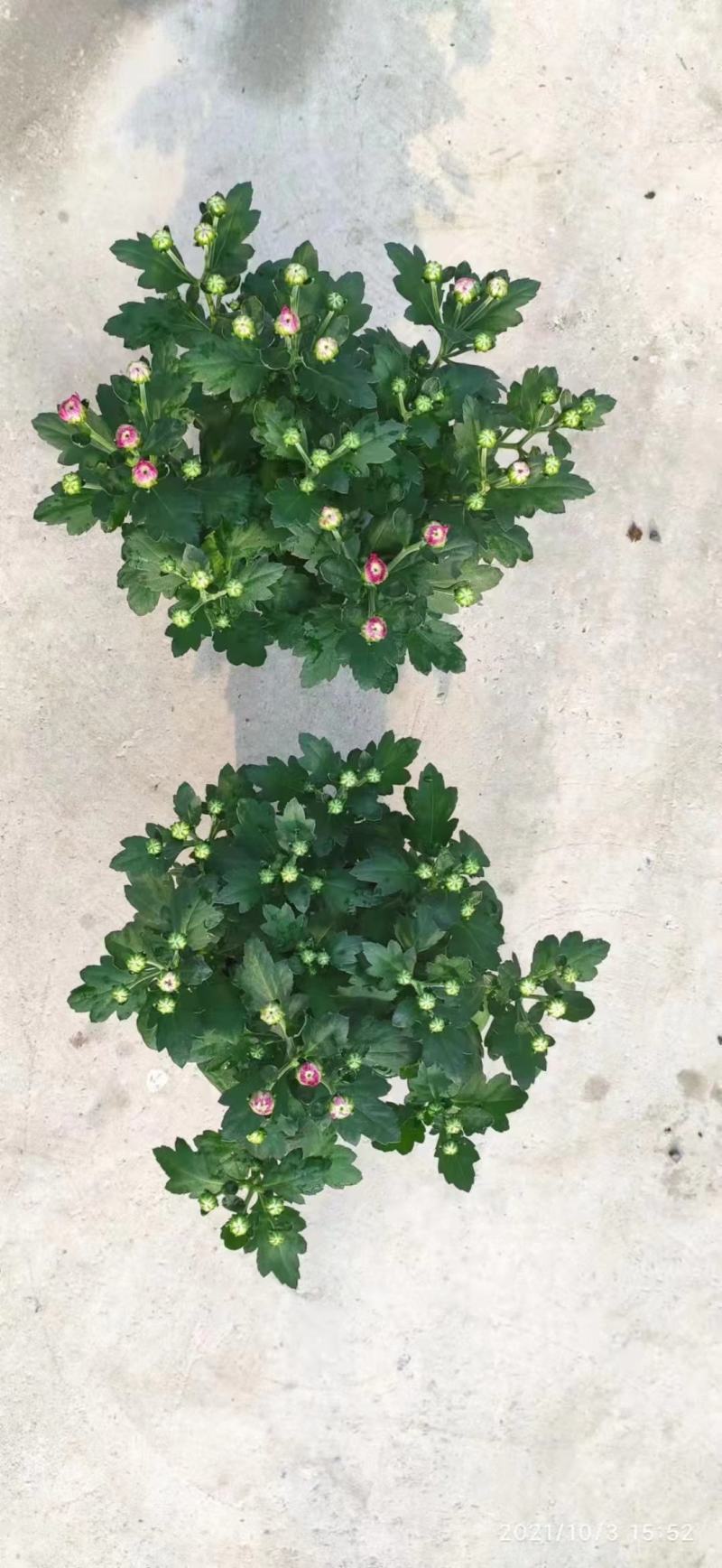 荷兰菊盆栽150#带花苞特价出实物实拍图基地直发菊花