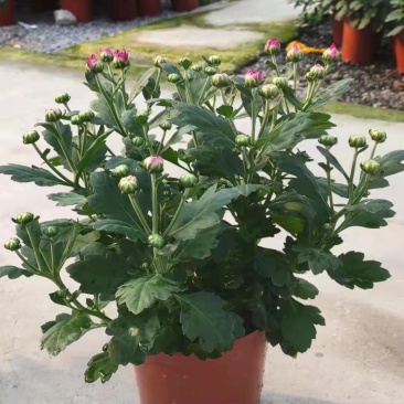 荷兰菊盆栽150#带花苞特价出实物实拍图基地直发菊花