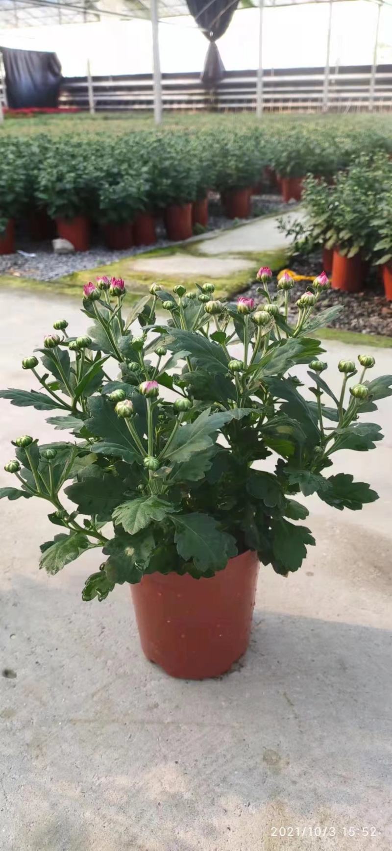荷兰菊盆栽150#带花苞特价出实物实拍图基地直发菊花