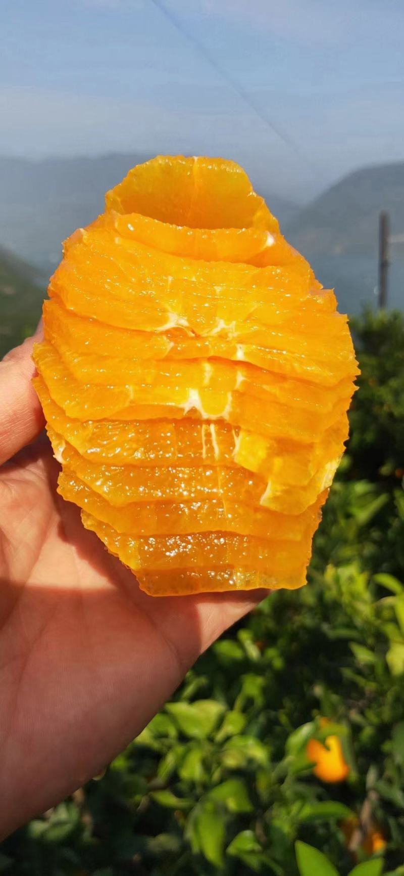 纽荷尔橄榄脐橙长虹甜橙广柑产地直供果园看货。