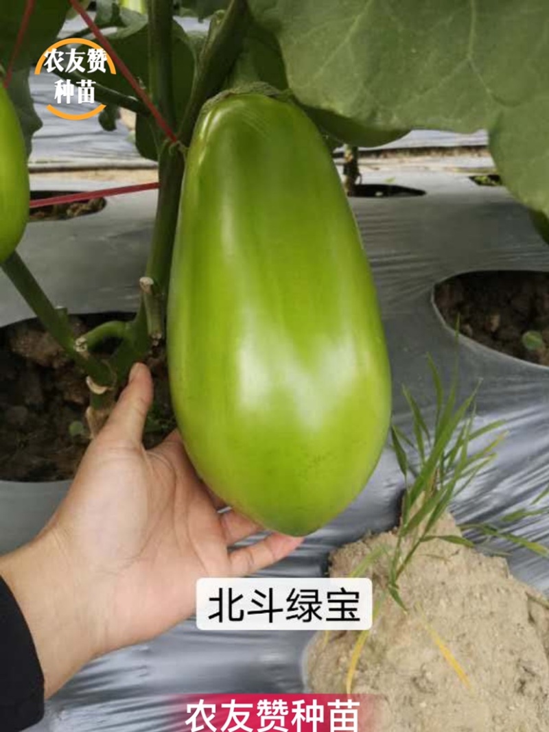 北斗绿宝茄子种子特高产抗病大果茄子种子基地专用灯泡茄种子