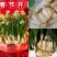 水仙花切球已养护盆栽