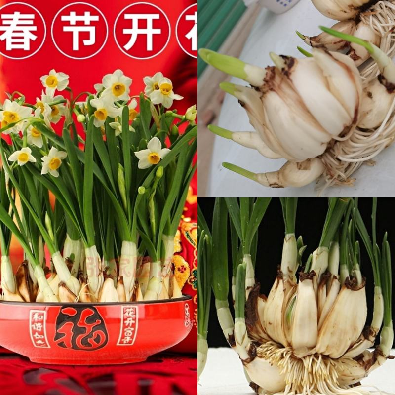 水仙花切球已养护盆栽