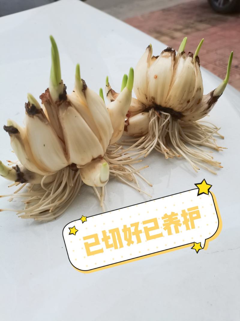 水仙花切球已养护盆栽