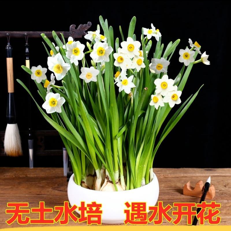 水仙花切球已养护盆栽