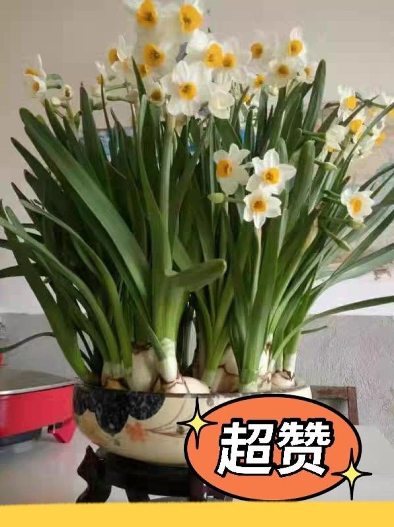 水仙花切球已养护盆栽