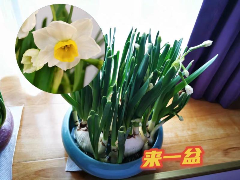 水仙花切球已养护盆栽