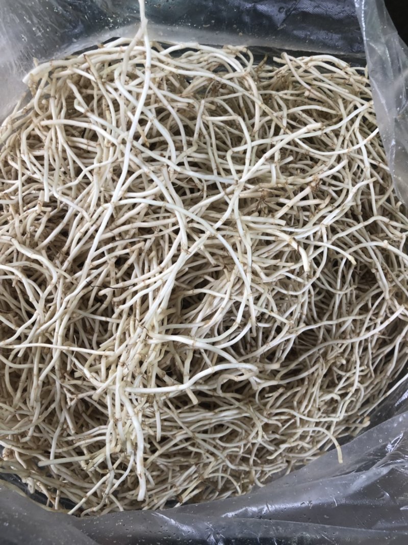 水田鱼腥草。精品鱼腥草。货源充足。