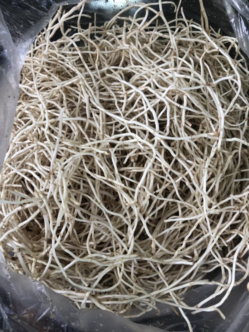 水田鱼腥草。精品鱼腥草。货源充足。