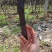 大量供应3公分占地葡萄树，2.3---3米水泥立柱