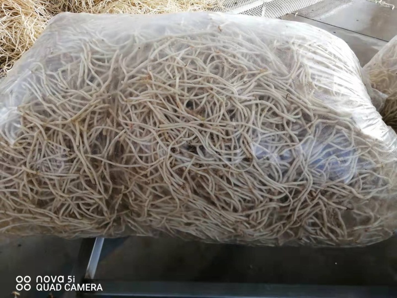 水田鱼腥草。精品鱼腥草。货源充足。