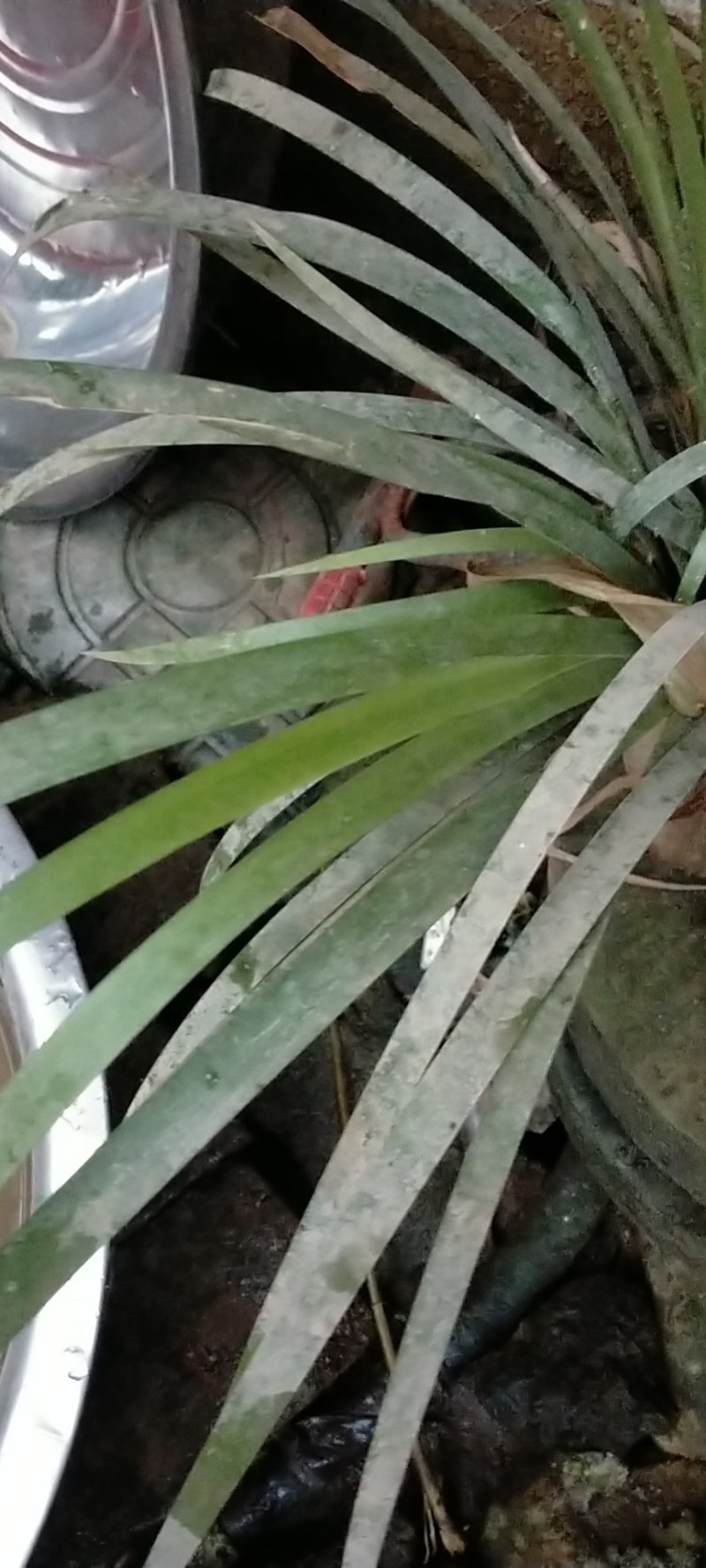 石菖蒲长期供货自产自销欢迎联系选购新鲜直供