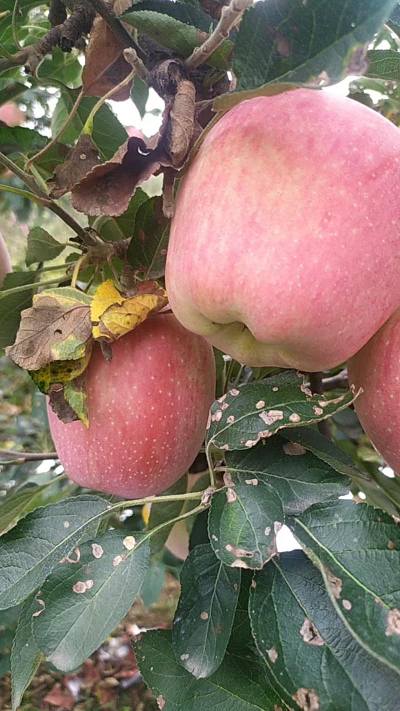 产地水果苹果红富士大量上市，价格美丽，电商一件代发