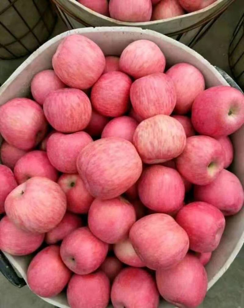 产地水果苹果红富士大量上市，价格美丽，电商一件代发