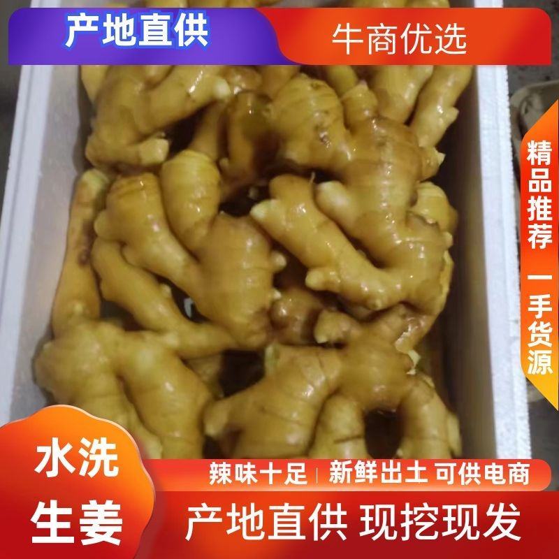 【小生姜】产地货源质量保证大姜小黄姜全国代发