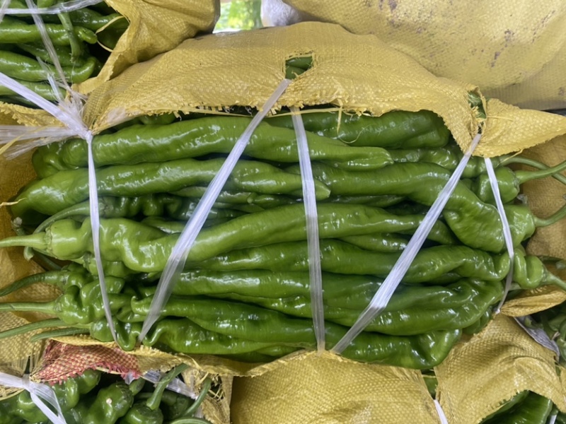 安阳螺丝椒线椒菜椒全国共货可对接电商商超等，诚信经营